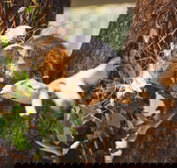 Melbourne City Tour and Phillip Island in One Day - Tourism Cairns