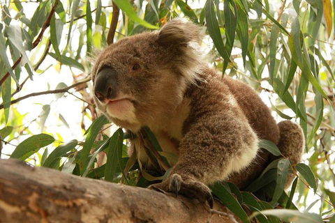 Private Tour: Great Ocean Road From Melbourne - Tourism Cairns 1