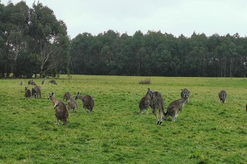 Private Tour: Great Ocean Road From Melbourne - Tourism Cairns 4