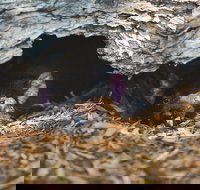 Private Tour Phillip Island Penguin Parade and Moonlit Sanctuary Conservation Park from Melbourne - Tourism Cairns