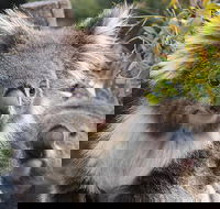 Kuranda Koala Gardens and Birdworld Admission Tickets - Tourism Cairns