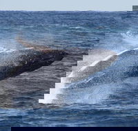 Whale Watching by Sea World Cruises - Tourism Cairns