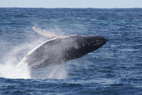 Whale Watching By Sea World Cruises - Tourism Cairns 0