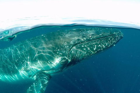Whale Watching By Sea World Cruises - Tourism Cairns 2