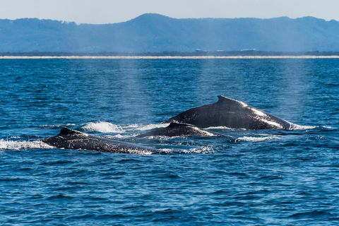 Whale Watching By Sea World Cruises - Tourism Cairns 4