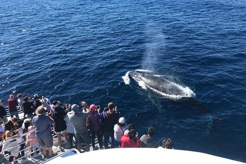 Whale Watching By Sea World Cruises - Tourism Cairns 5