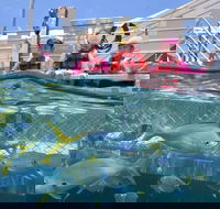 Outer Reef Pontoon Experience from Cairns - Tourism Cairns