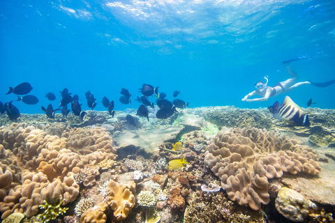 Outer Reef Pontoon Experience From Cairns - Tourism Cairns 4