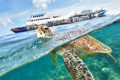 Outer Reef Pontoon Experience From Cairns - Tourism Cairns 5
