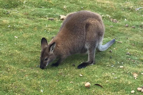 Cradle Mountain Day Tour From Launceston Including Lunch - Tourism Cairns 5