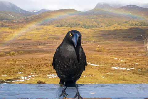 Cradle Mountain Park Explorer Guided Tour - Tourism Cairns 2