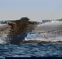 Sydney Whale-Watching Cruise Including Lunch or Breakfast - Tourism Cairns