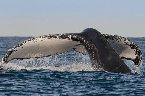 Sydney Whale-Watching Cruise Including Lunch Or Breakfast - Tourism Cairns 0