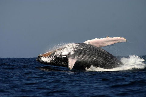 Sydney Whale-Watching Cruise Including Lunch Or Breakfast - Tourism Cairns 1