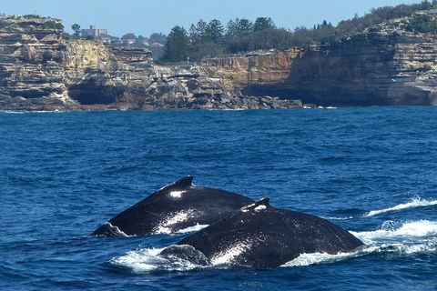 Sydney Whale-Watching Cruise Including Lunch Or Breakfast - Tourism Cairns 2
