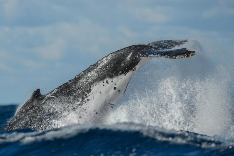 Sydney Whale-Watching Cruise Including Lunch Or Breakfast - Tourism Cairns 4