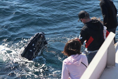 Sydney Whale-Watching Cruise Including Lunch Or Breakfast - Tourism Cairns 5