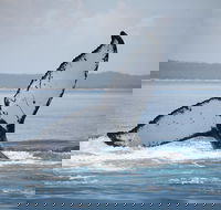 Hervey Bay Whale Watching Cruise - Tourism Cairns