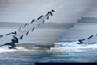 Book Viator Accommodation Vacations Tourism Cairns Tourism Cairns