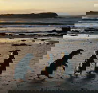 Phillip Island Penguin Parade Day Trip with Koala Conservation Reserve Visit - Tourism Cairns