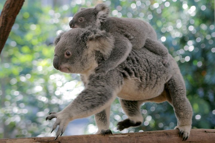 Brisbane QLD Tourism Cairns