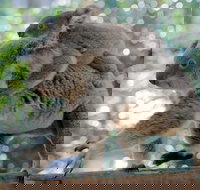 Lone Pine Koala Sanctuary Admission with Brisbane River Cruise - Tourism Cairns