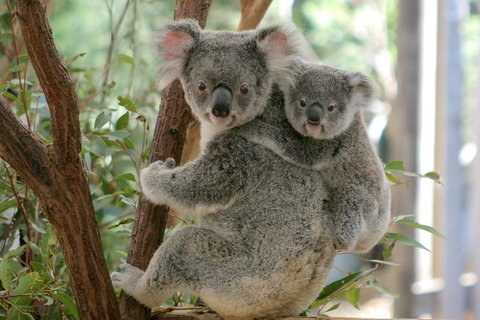 Lone Pine Koala Sanctuary Admission With Brisbane River Cruise - Tourism Cairns 3