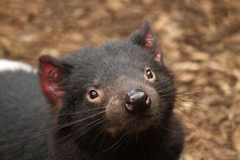 Day Tour In Mt. Field, Mt. Wellington, Bonorong Wildlife Sanctuary And Richmond - Tourism Cairns 4
