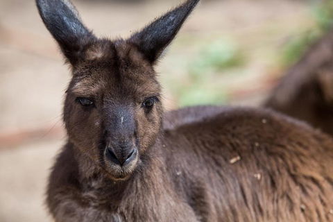 Australian Wildlife Tour At Melbourne Zoo Ticket - Tourism Cairns 0
