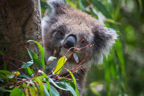 Australian Wildlife Tour At Melbourne Zoo Ticket - Tourism Cairns 1