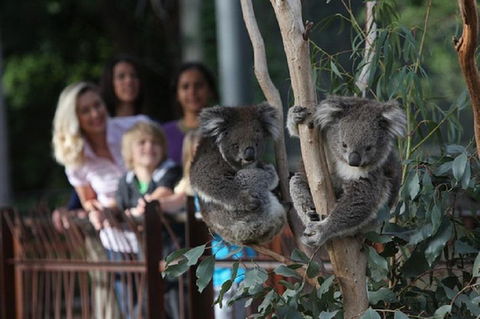 Australian Wildlife Tour At Melbourne Zoo Ticket - Tourism Cairns 2