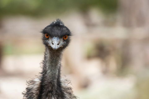 Australian Wildlife Tour At Melbourne Zoo Ticket - Tourism Cairns 3