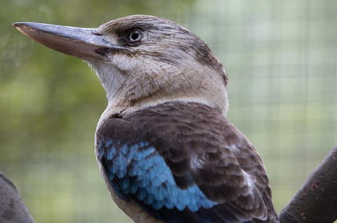 Australian Wildlife Tour At Melbourne Zoo Ticket - Tourism Cairns 4