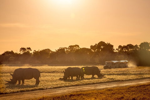 Sunset Safari At Werribee Open Range Zoo - Tourism Cairns 2