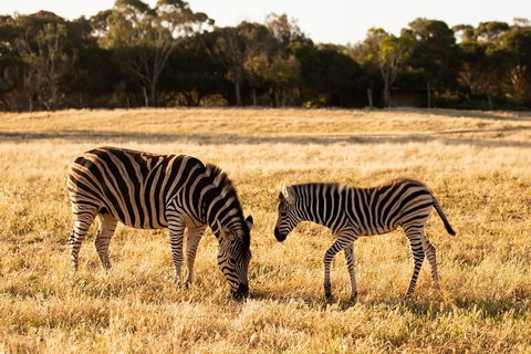 Sunset Safari At Werribee Open Range Zoo - Tourism Cairns 3