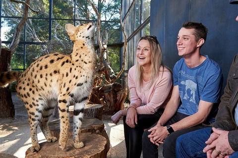 African Cat Encounter At Werribee Open Range Zoo - Tourism Cairns 0