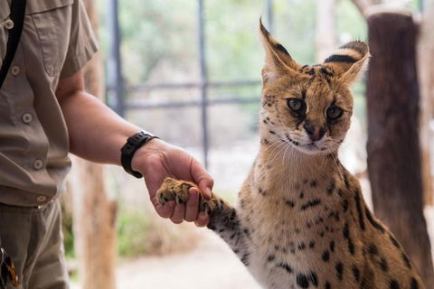 African Cat Encounter At Werribee Open Range Zoo - Tourism Cairns 1