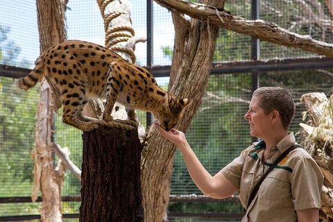 African Cat Encounter At Werribee Open Range Zoo - Tourism Cairns 2