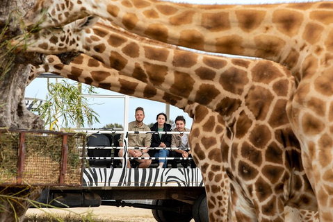 Early Morning Savannah Experience - Tourism Cairns 3