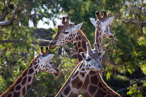 Werribee Open Range Zoo General Admission Ticket - Tourism Cairns 0