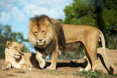 Werribee Open Range Zoo General Admission Ticket - Tourism Cairns 1