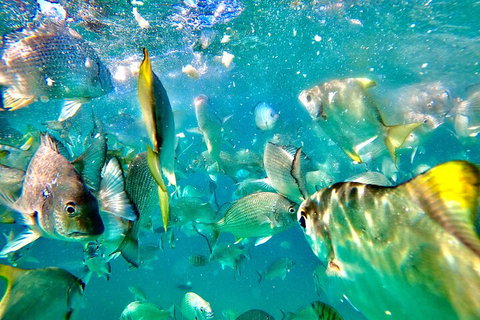 Moreton Island Day Trip (Kayak, Snorkel & Sandboard) Frm Brisbane Or Gold Coast - Tourism Cairns 1