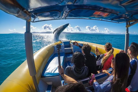Ocean Rafting Tour To Whitehaven Beach, Hill Inlet Lookout & Top Snorkel Spots - Tourism Cairns 4