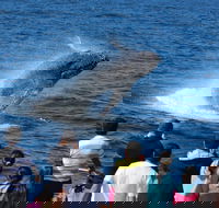 Tangalooma Island Resort Whale Watching Day Cruise - Tourism Cairns