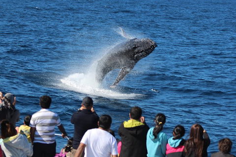 Tangalooma Island Resort Whale Watching Day Cruise With Dolphin Viewing - Tourism Cairns 1