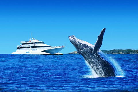 Tangalooma Island Resort Whale Watching Day Cruise With Dolphin Viewing - Tourism Cairns 2