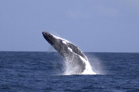 Tangalooma Island Resort Whale Watching Day Cruise With Dolphin Viewing - Tourism Cairns 4