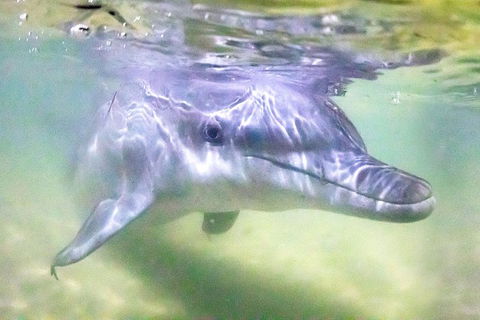 Tangalooma Island Resort Whale Watching Day Cruise With Dolphin Feeding - Tourism Cairns 0
