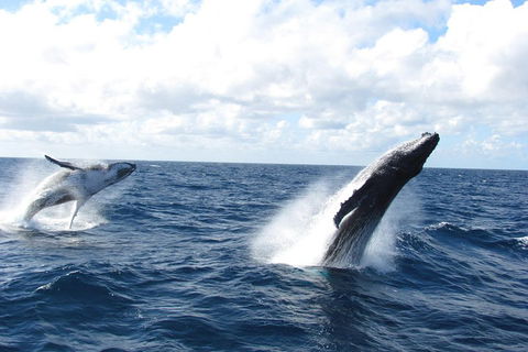 Tangalooma Island Resort Whale Watching Day Cruise With Dolphin Feeding - Tourism Cairns 1