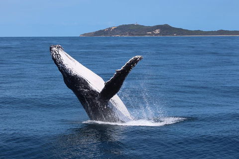 Tangalooma Island Resort Whale Watching Day Cruise With Dolphin Feeding - Tourism Cairns 3